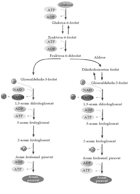 Pengertian dan Tahapan Glikolisis dalam Metabolisme Sel