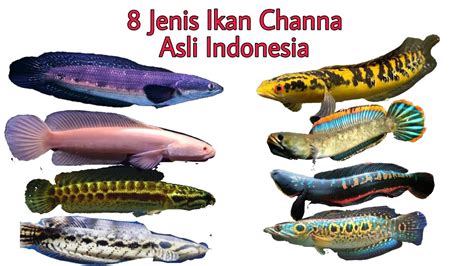 Mengetahui Lebih Dekat Ikan Channa Besar di Indonesia