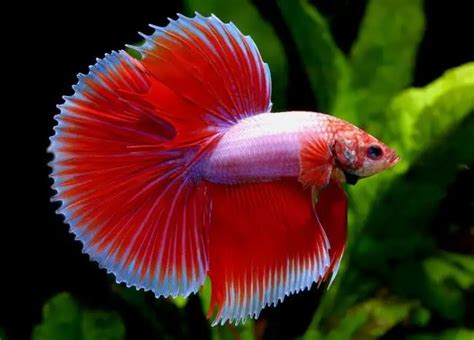 Discovering the Best Places to Raise Betta Fish in Indonesia