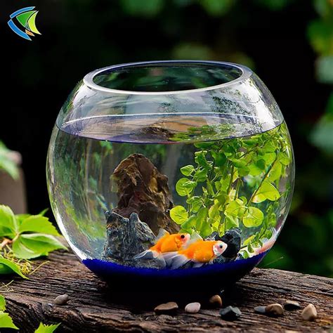 ikan kecil untuk aquarium gelas