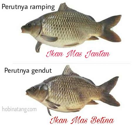 Ikan Mas Jantan dan Betina