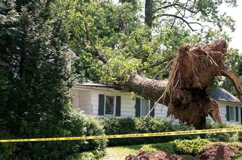 Insurance Coverage for Downed Trees