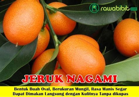 jeruk jepang di Indonesia