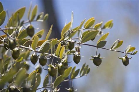 jojoba plant mexico