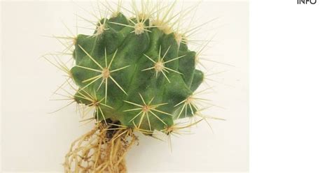 kaktus-akar-baru