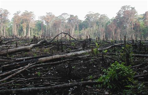 Kerusakan Hutan di Indonesia