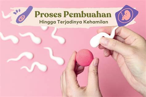 Konsepsi Kehamilan Indonesia
