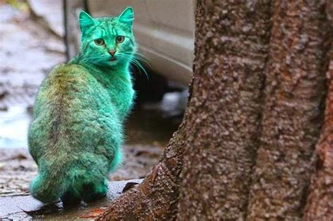 kucing hijau