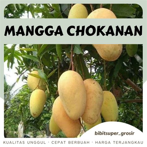 Ciri-ciri Pohon Mangga Chokanan di Indonesia