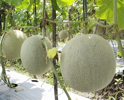 Cara Memilih Buah Melon yang Tepat di Indonesia