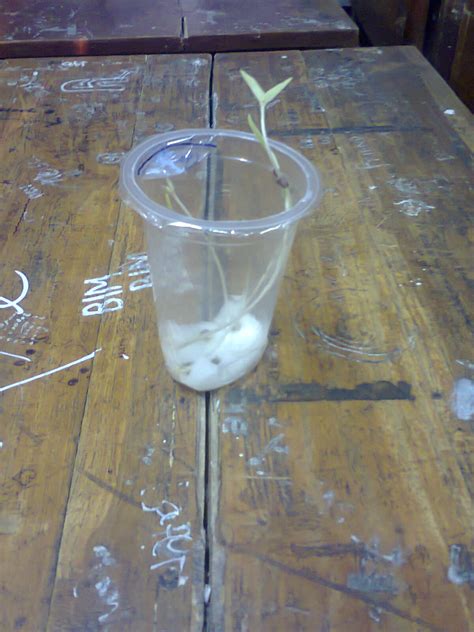 menanam kacang hijau dalam aqua gelas di kelas