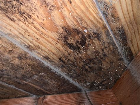 Mold and Mildew on Water Damaged Wood