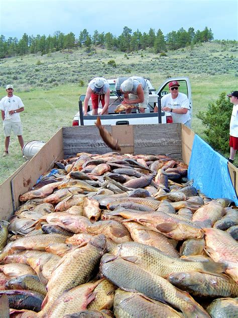 Montana Fish Limit
