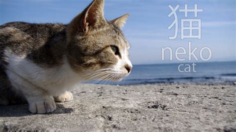 Nama Kucing Dalam Bahasa Jepang Yang Tercantik