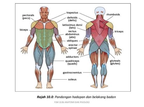 Otot Manusia: Fakta Penting yang Harus Diketahui