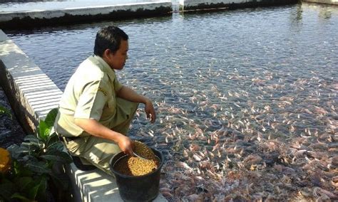 Pemberian Pakan Ikan