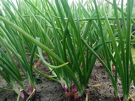 pemeriksaan awal tanaman bawang merah