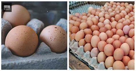Pemilihan Telur Ayam