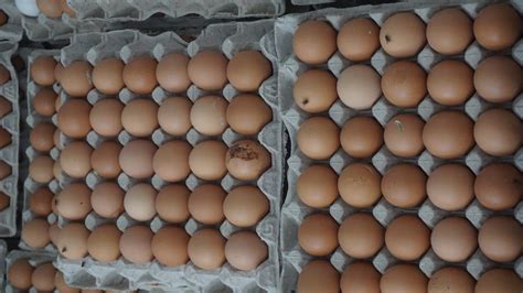 Pengemasan Telur Ayam