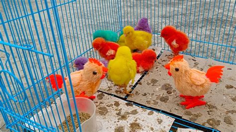 perawatan ayam warna warni