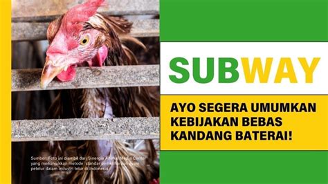 petisi anti sabung ayam