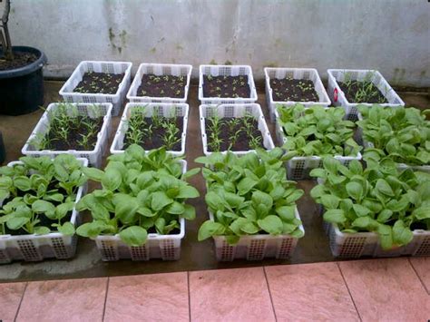 polygon untuk menanam sayur