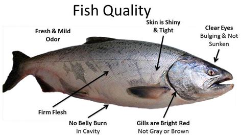 Quality of Fish