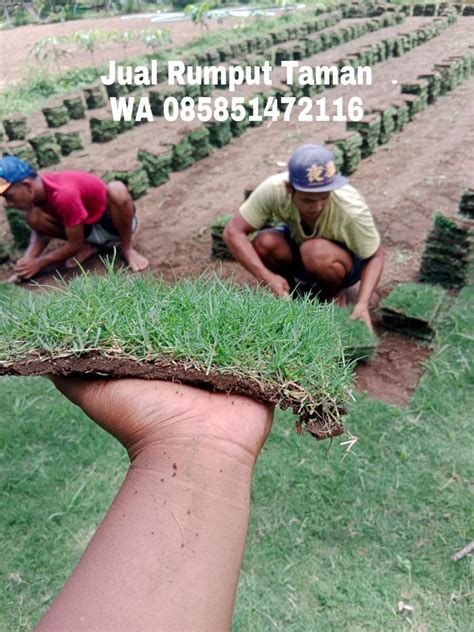 Harga Rumput Jepang Siap Tanam di Indonesia