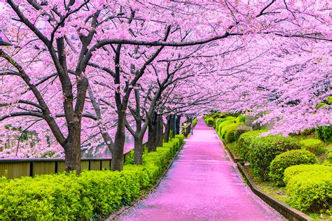 Pemandangan Bunga Sakura