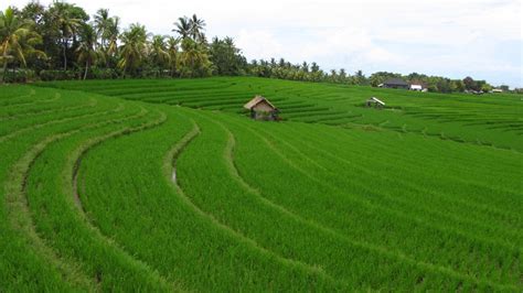 Ukuran Sawah 1 Hektar: Pentingnya Pengelolaan yang Tepat di Indonesia