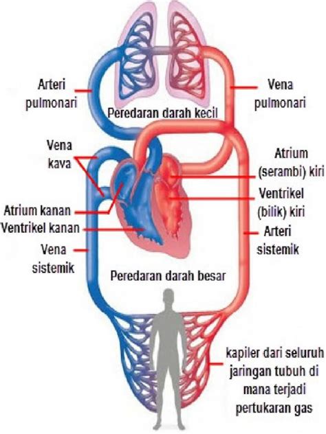 sirkulasi darah