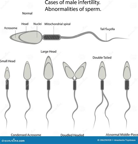 sperma