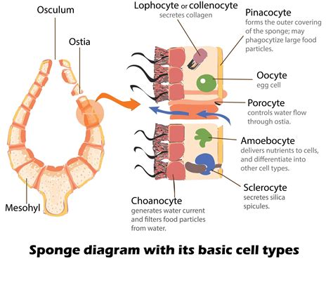 Sponge dalam ilmu pengetahuan