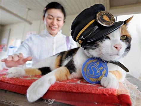 Tama Kucing Jepang