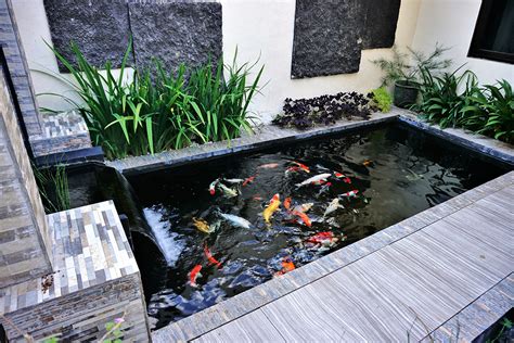 ukuran kolam ikan koi