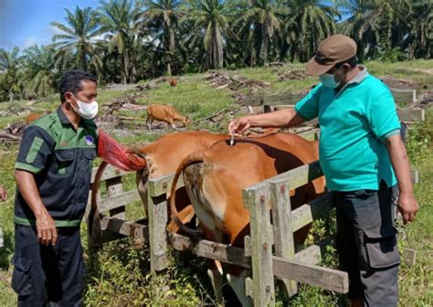 vaksin untuk sapi indonesia