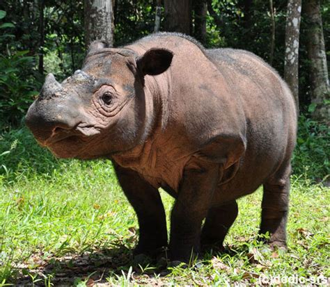 Sebutan Binatang Bertulang Belakang dalam Bahasa Indonesia yang Perlu Diketahui