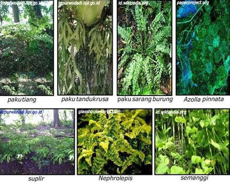 Jenis-Jenis Tumbuhan di Indonesia