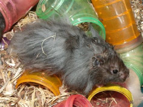 Daftar Harga Hamster Anggora di Indonesia: Berapa Harganya?