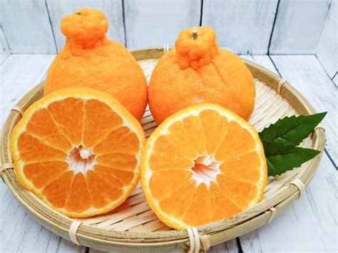 biji jeruk pengobatan tradisional Jepang