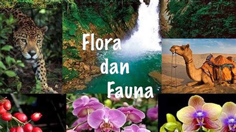 Flora dan Fauna Lokal