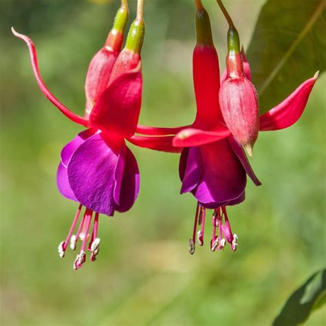 Fuschia