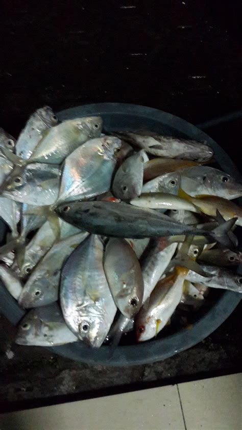 Ikan Kotok Indonesia
