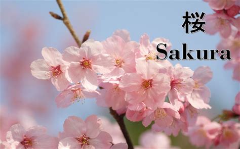 Perayaan Hari Bunga Sakura dalam Bahasa Jepang