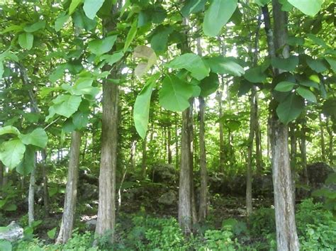 Kegunaan Pohon Jati dalam Kehidupan Masyarakat Indonesia