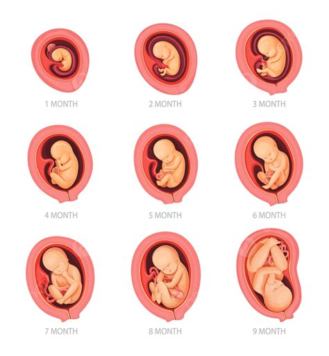 Perkembangan embrio