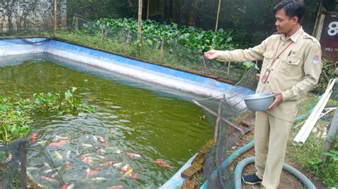 kolam budidaya ikan kotok