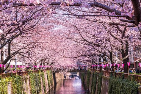 Pesona Musim Bunga di Taman Istana Jepang
