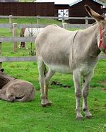 Donkeys