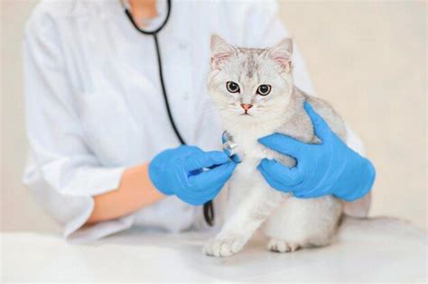 Perawatan Kesehatan Kucing